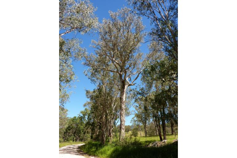 Eucalyptus dorrigoensis -16609