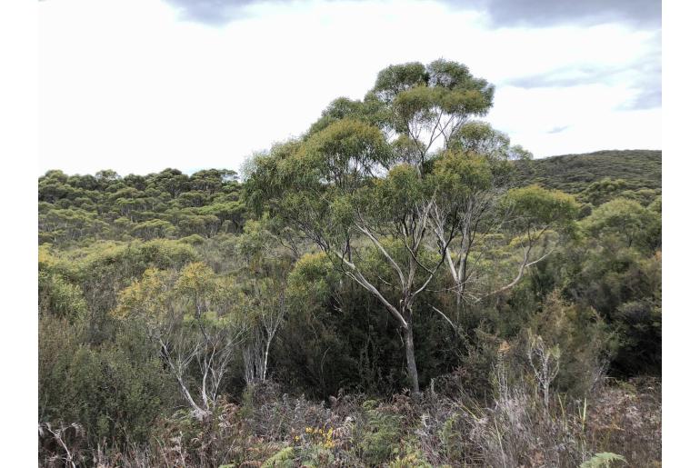 Eucalyptus nitida -16610