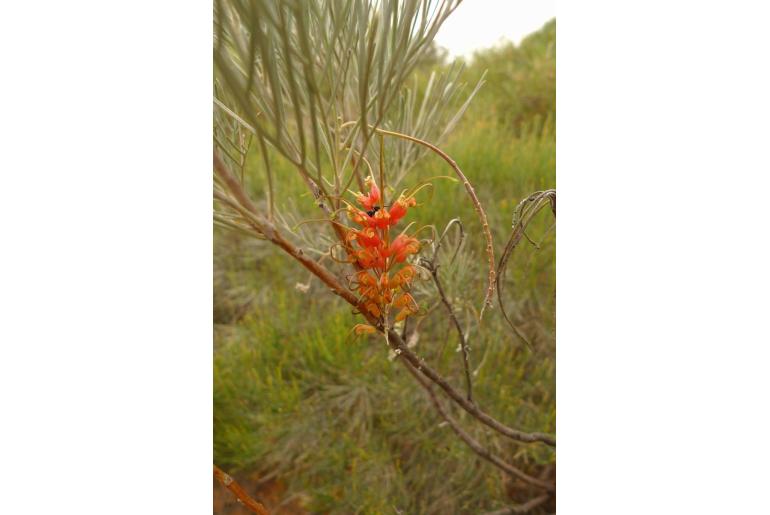 Grevillea stenomera -16614