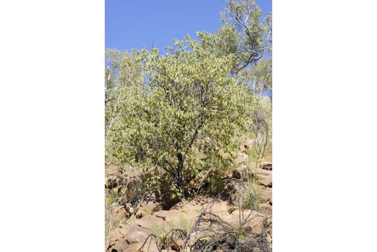 Grevillea wickhamii ssp wickhamii -16615