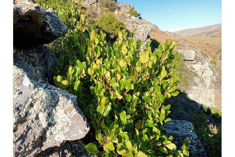 Griselinia littoralis -16616