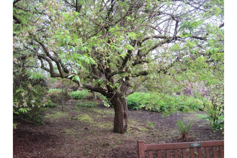 Prunus serrula -16622