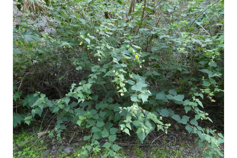 Abutilon grandifolium -16634