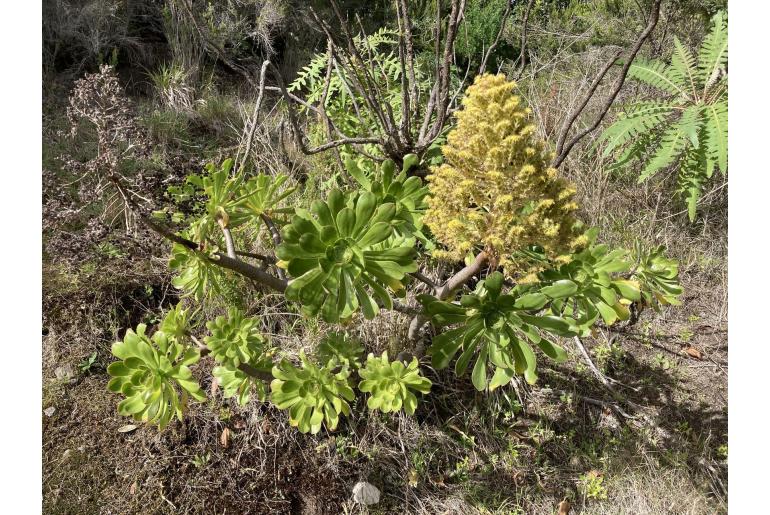 Aeonium arboreum ssp holochrysum -16636