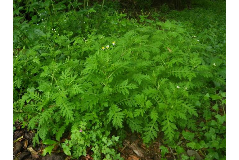 Argyranthemum adauctum ssp erythrocarpon -16657