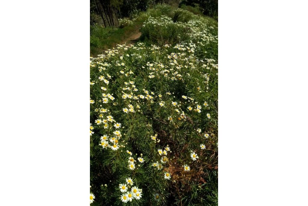 La Gomera Laurel Forest margriet