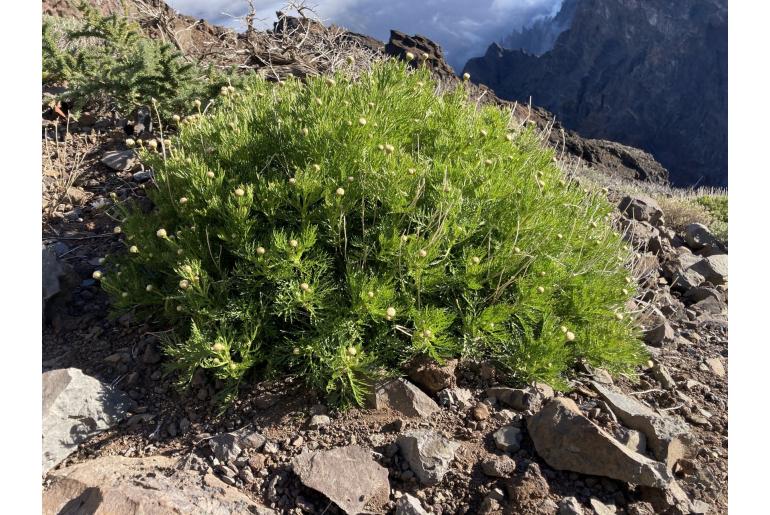 Argyranthemum haouarytheum -16663