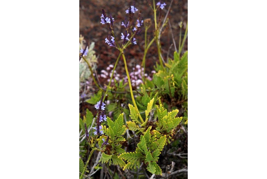 El Hierro lavendel