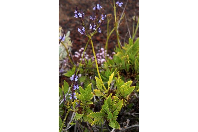 Lavandula canariensis ssp hierrensis -16676