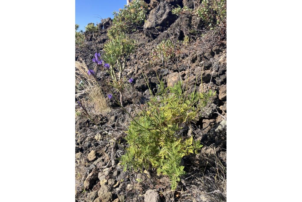 La Palma lavendel