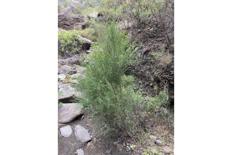 Cytisus filipes -16679