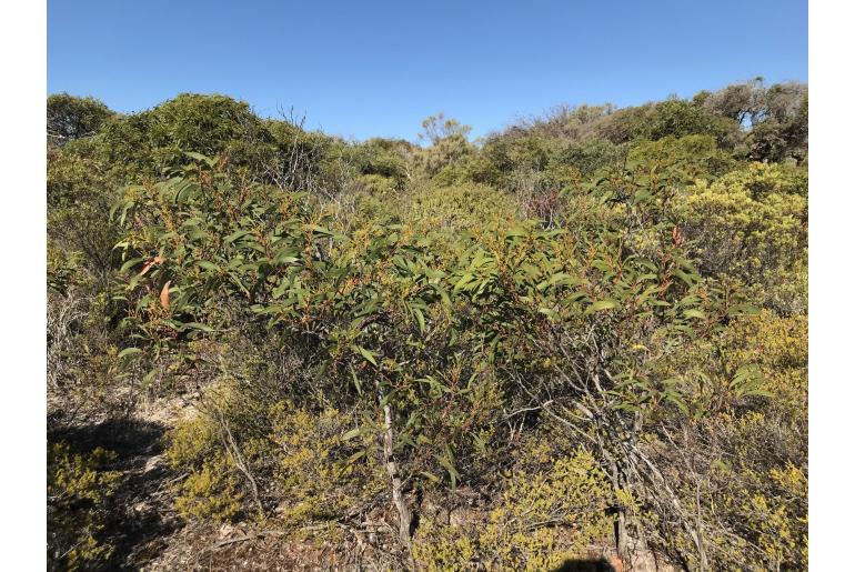 Acacia leiophylla -16702