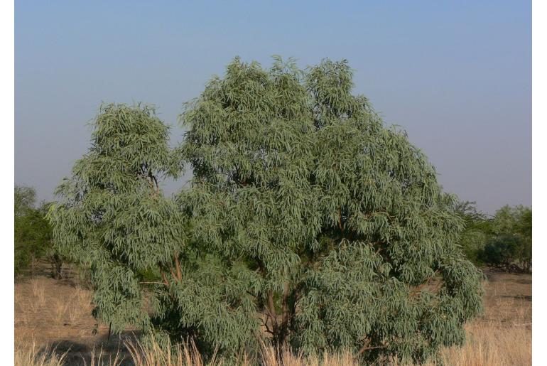 Eucalyptus microtheca -16708