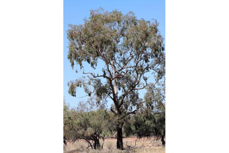 Eucalyptus ochrophloia -16709