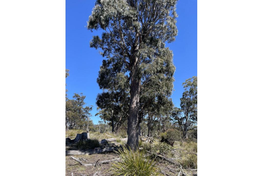 Zwarte Eucalyptus