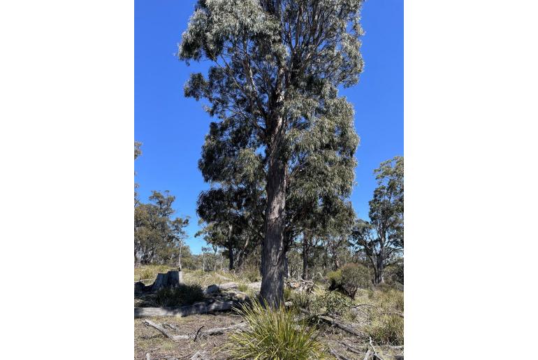 Eucalyptus amygdalina -16710