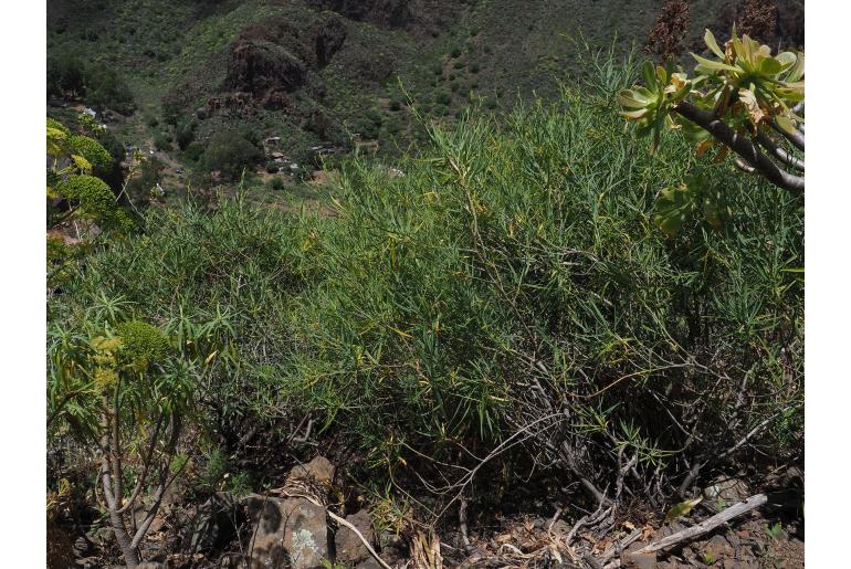 Bupleurum salicifolium ssp aciphyllum -16765