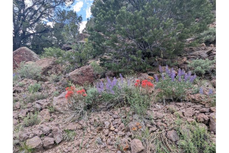 Castilleja linariifolia -16771