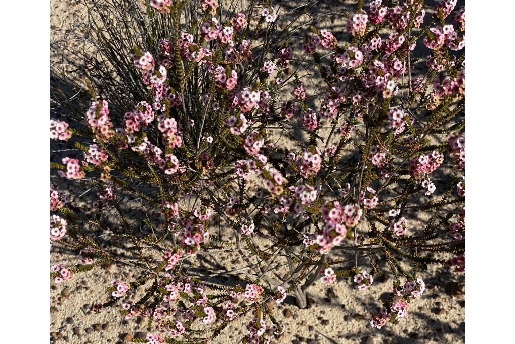 Grote wasbloem