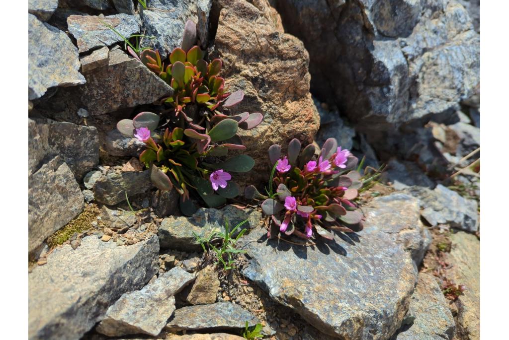 Alpine winterpostelein