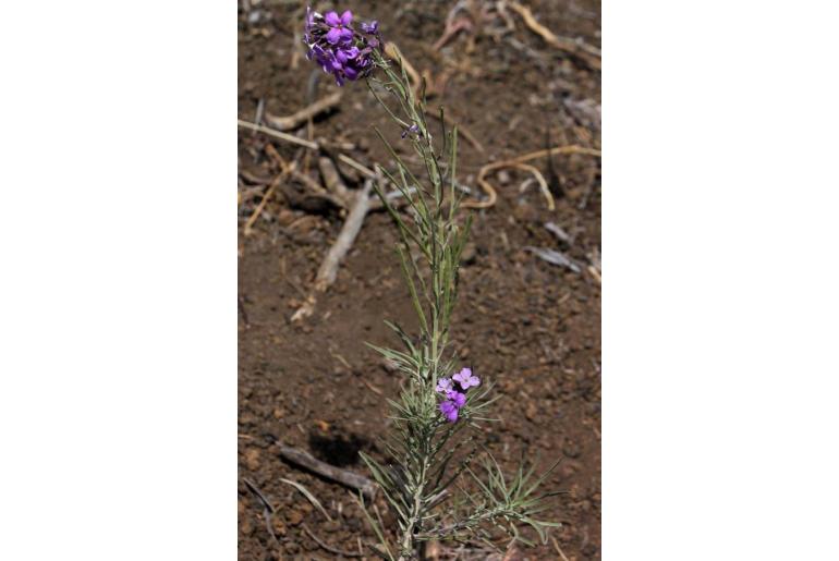 Erysimum caboverdeanum -16797