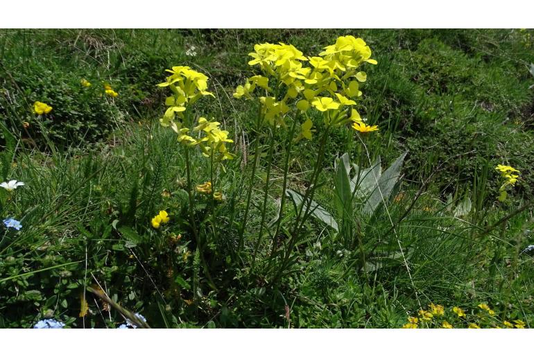 Erysimum rhaeticum -16799