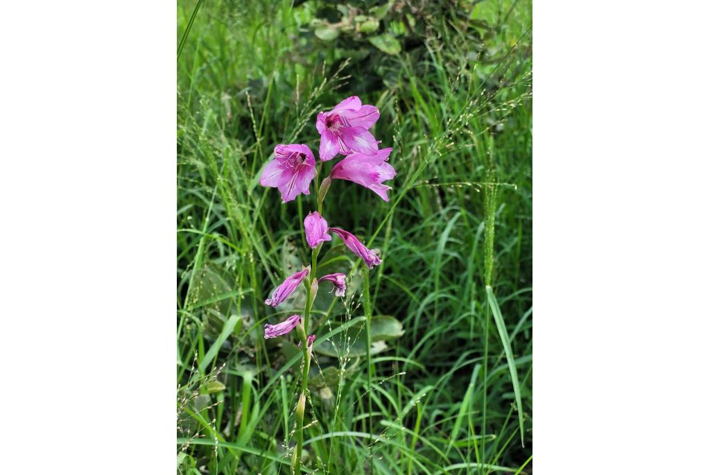 Klein bladige gladiolus