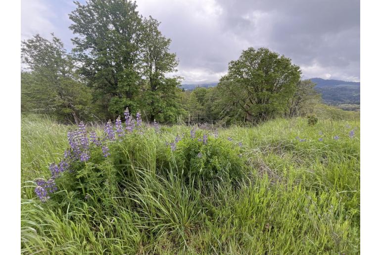 Lupinus rivularis -16816