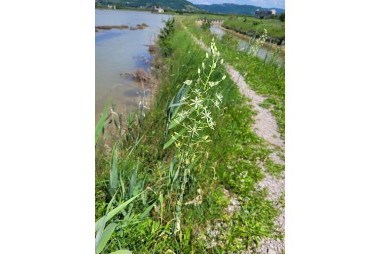 Ornithogalum sphaerocarpum -16839