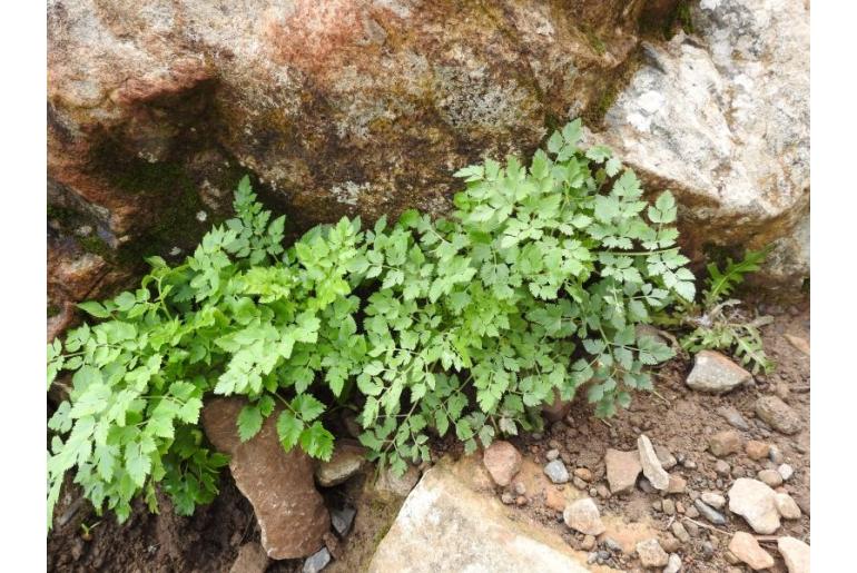 Pimpinella junionae -16850