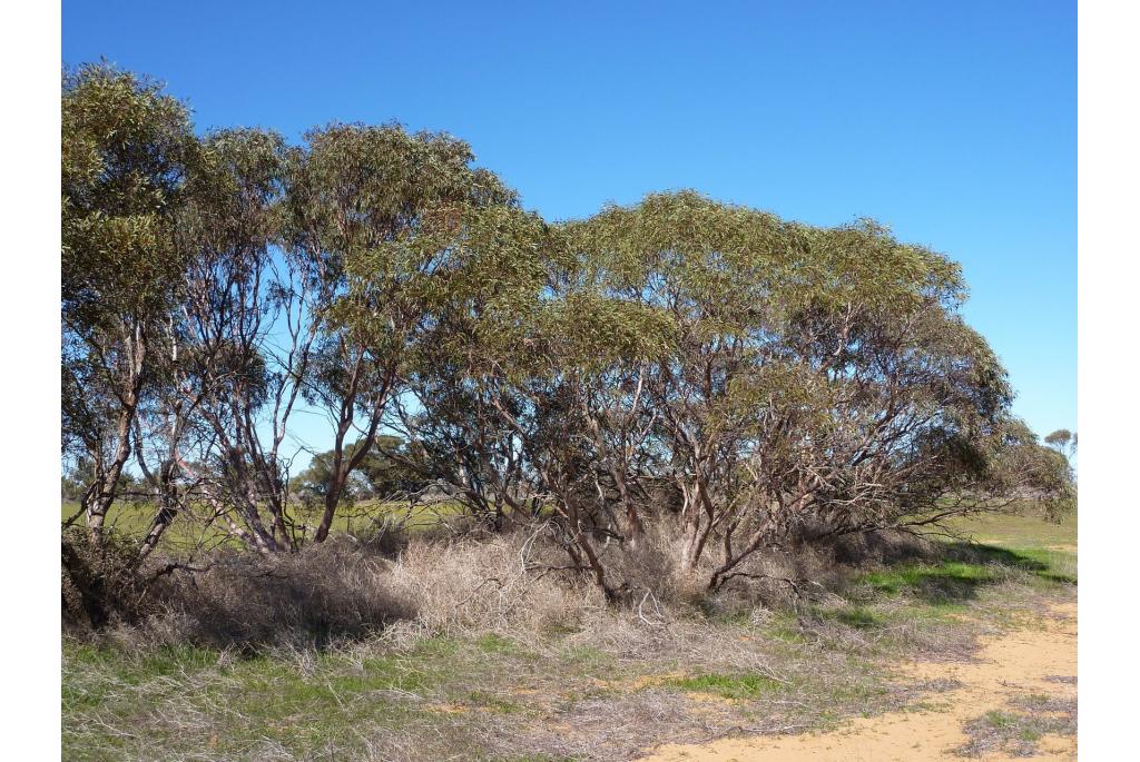 Beard's mallee