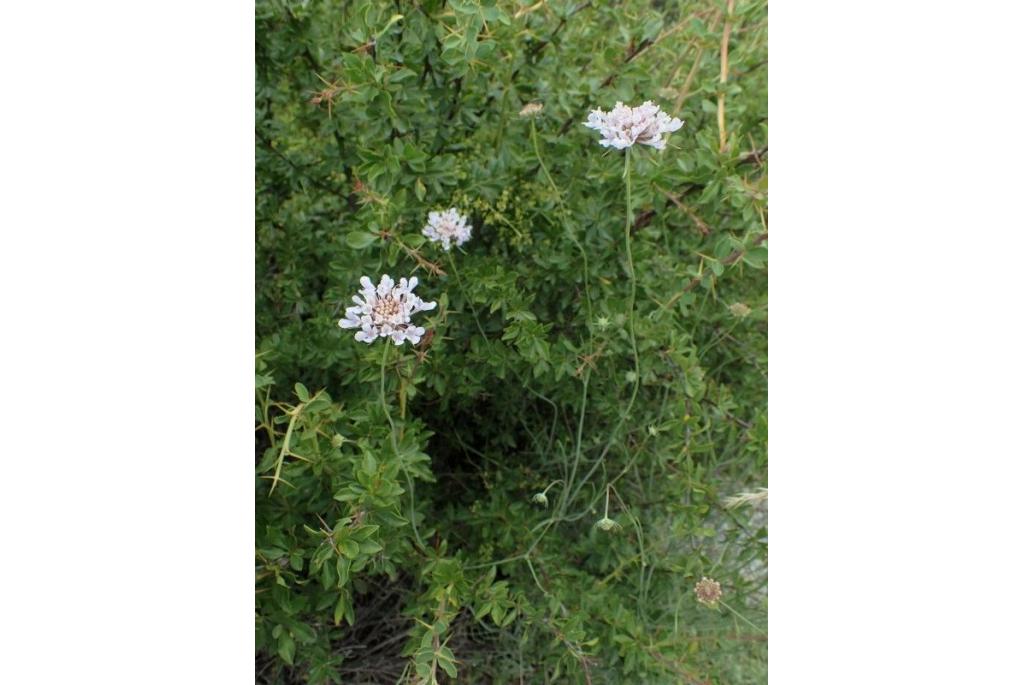 Scabiosa van Teruel