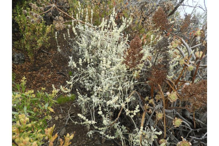 Sideritis soluta ssp gueimaris -16888