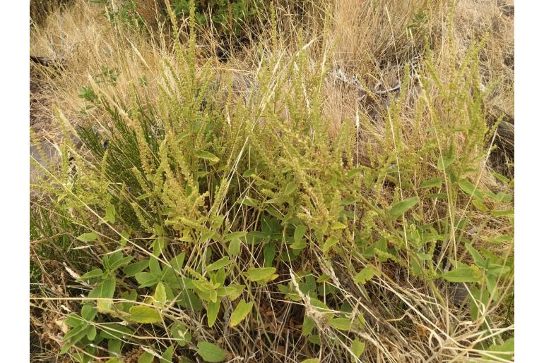 Teucrium francoi -16899