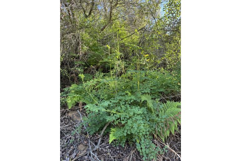 Thalictrum fendleri -16902