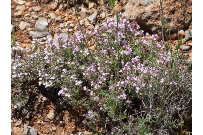 Thymus orospedanus -16903