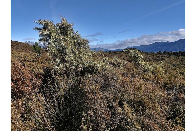 Hakea sericea -16922