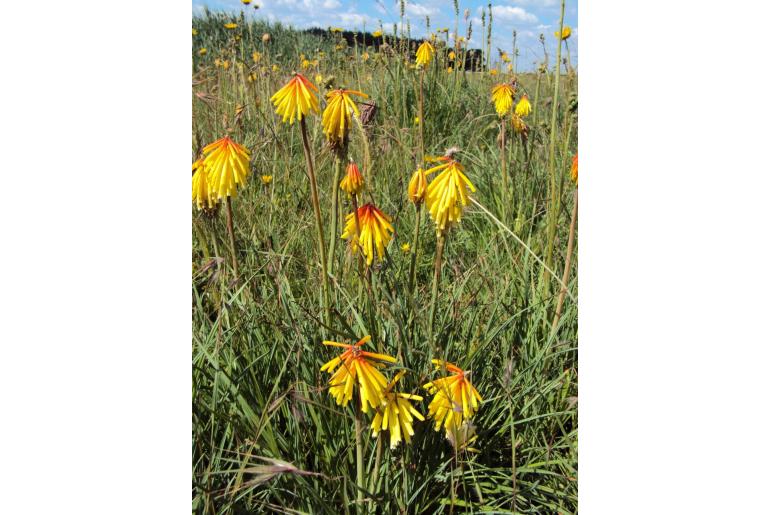 Kniphofia porphyrantha -16928