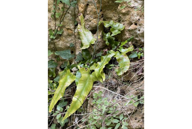 Asplenium sagittatum -16931