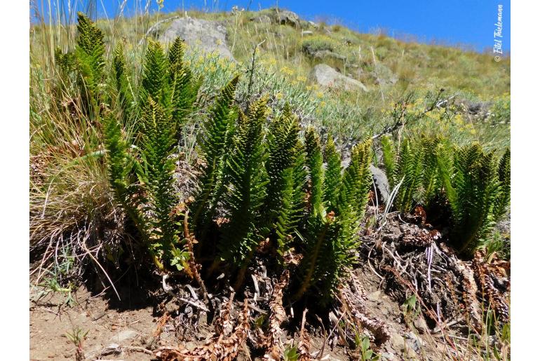 Polystichum andinum -16946