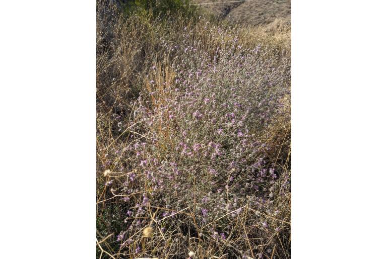 Dalea pulchra -16973