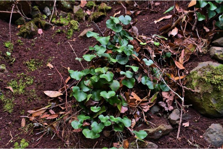 Adiantum reniforme -16977