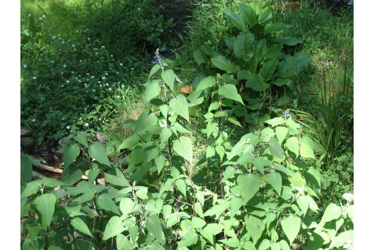 Salvia concolor -16978