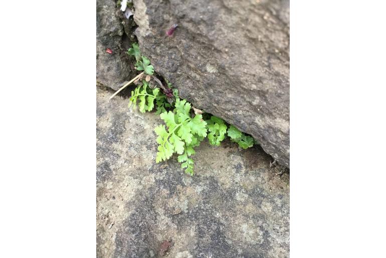 Athyrium niponicum -16981