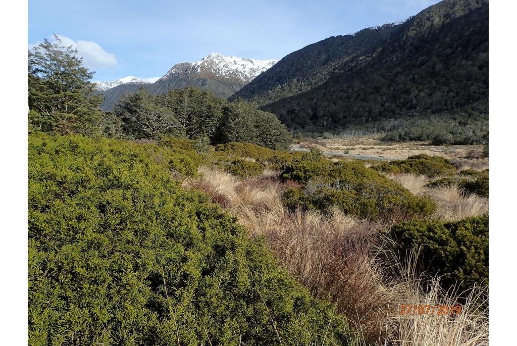 Bidwill's halocarpus