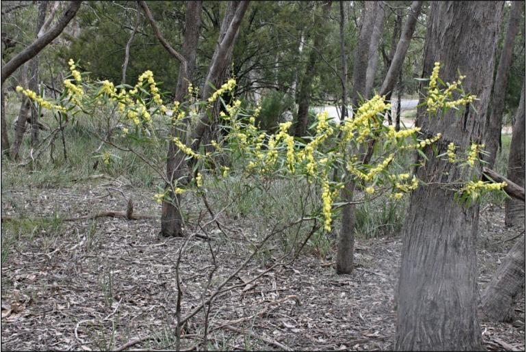 Acacia leprosa -16988