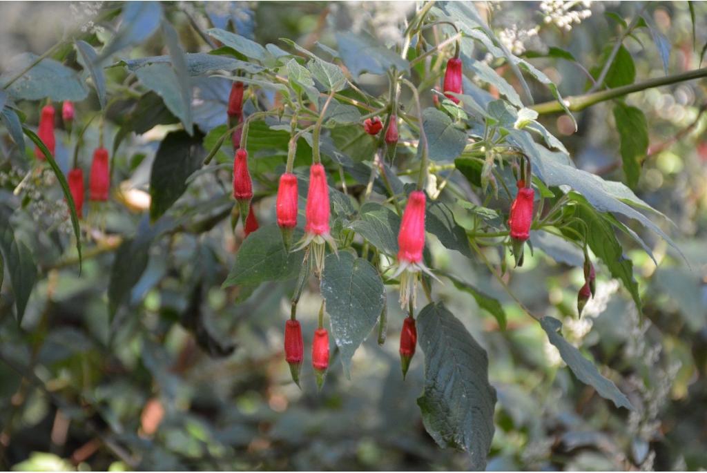 Geweldige fuchsia