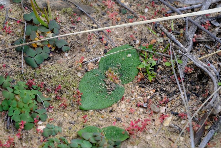 Massonia latebrosa -17015