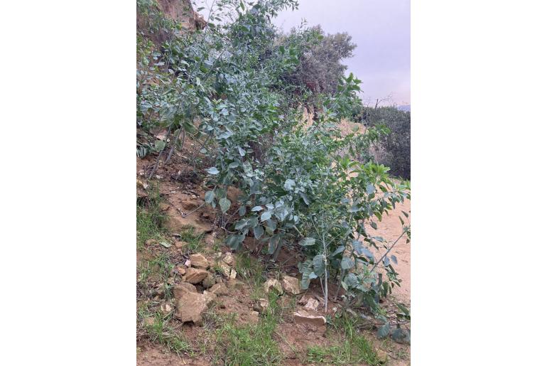 Nicotiana glauca -17019