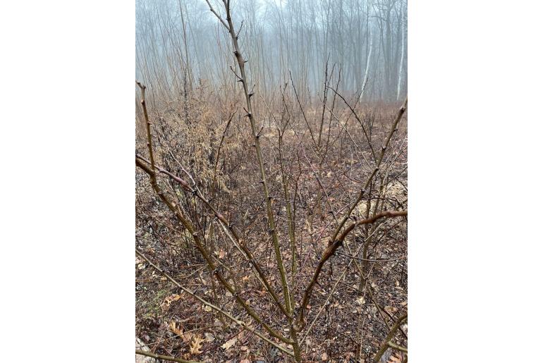 Robinia pseudoacacia -17029